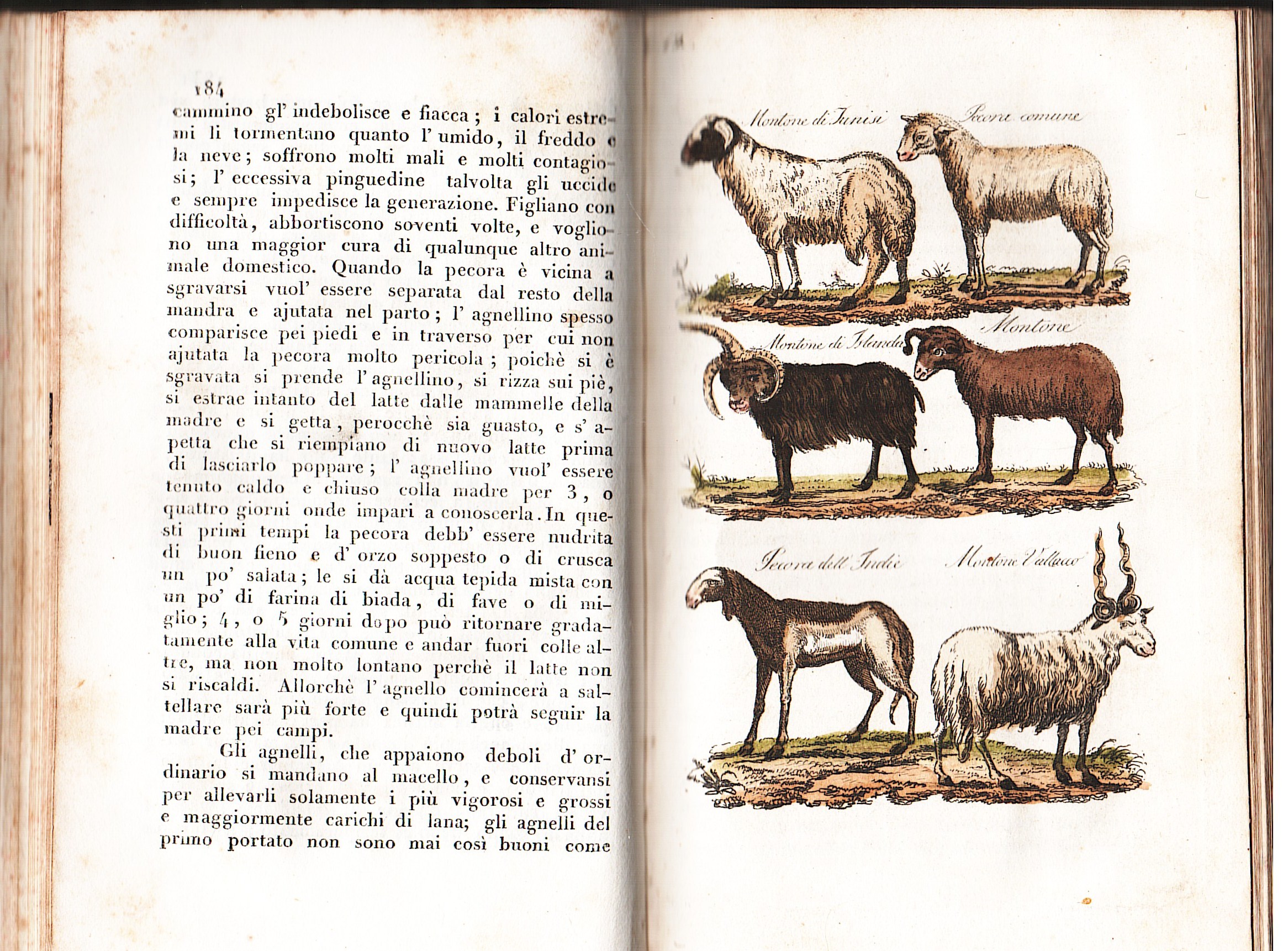 Storia Naturale...nuovamente ordinata e continuata per opera del C. di Lacepede