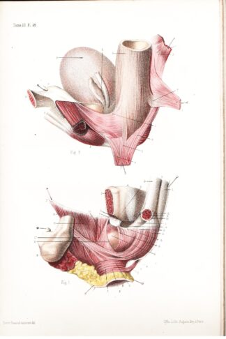 Atlas d'anatomie descriptive du corps humain
