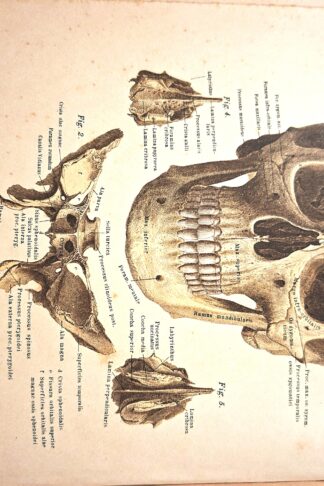 Atlante di anatomia dell'uomo