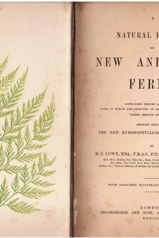 A Natural History of new and rare Ferns...among which are the New Hymenophyllums and Trichomanes