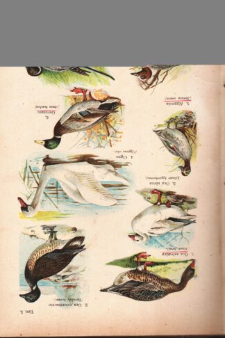 Il Libro degli Uccelli